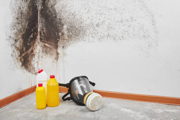 Best Black Mold Removal  in Myrtletown, CA