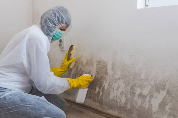 Best Home Mold Removal  in Myrtletown, CA