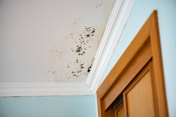 Best Mold Removal and Inspection  in Myrtletown, CA