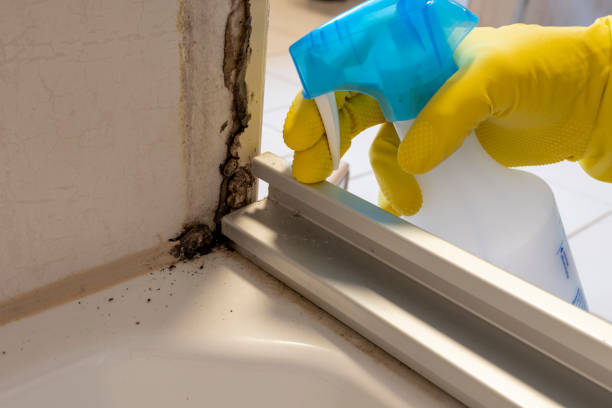 Best Professional Mold Removal  in Myrtletown, CA