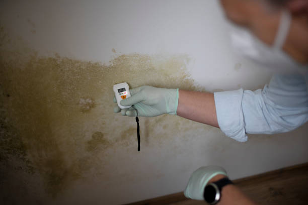 Best Certified Mold Removal  in Myrtletown, CA