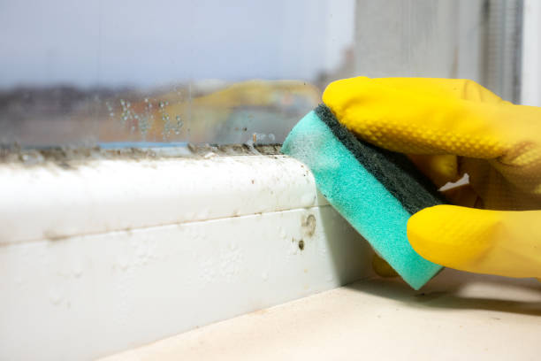 Mold Removal and Inspection in Myrtletown, CA