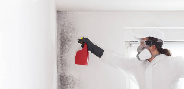 Myrtletown, CA Mold Removal Company