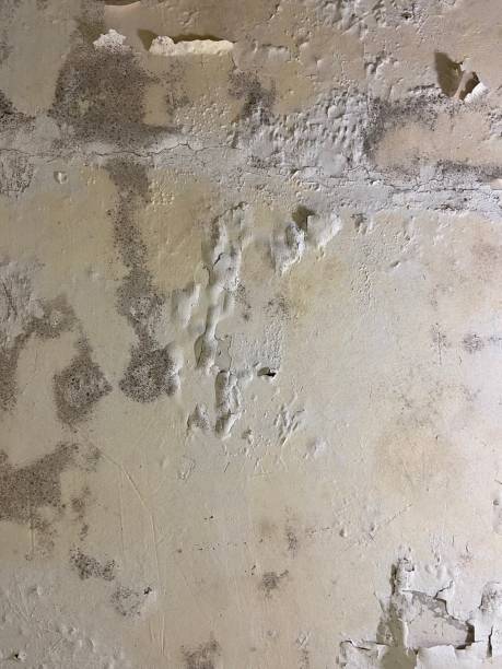 Best Emergency Mold Removal  in Myrtletown, CA