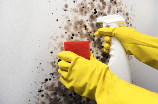 Best Water Damage Restoration  in Myrtletown, CA