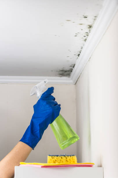 Best Emergency Mold Removal  in Myrtletown, CA